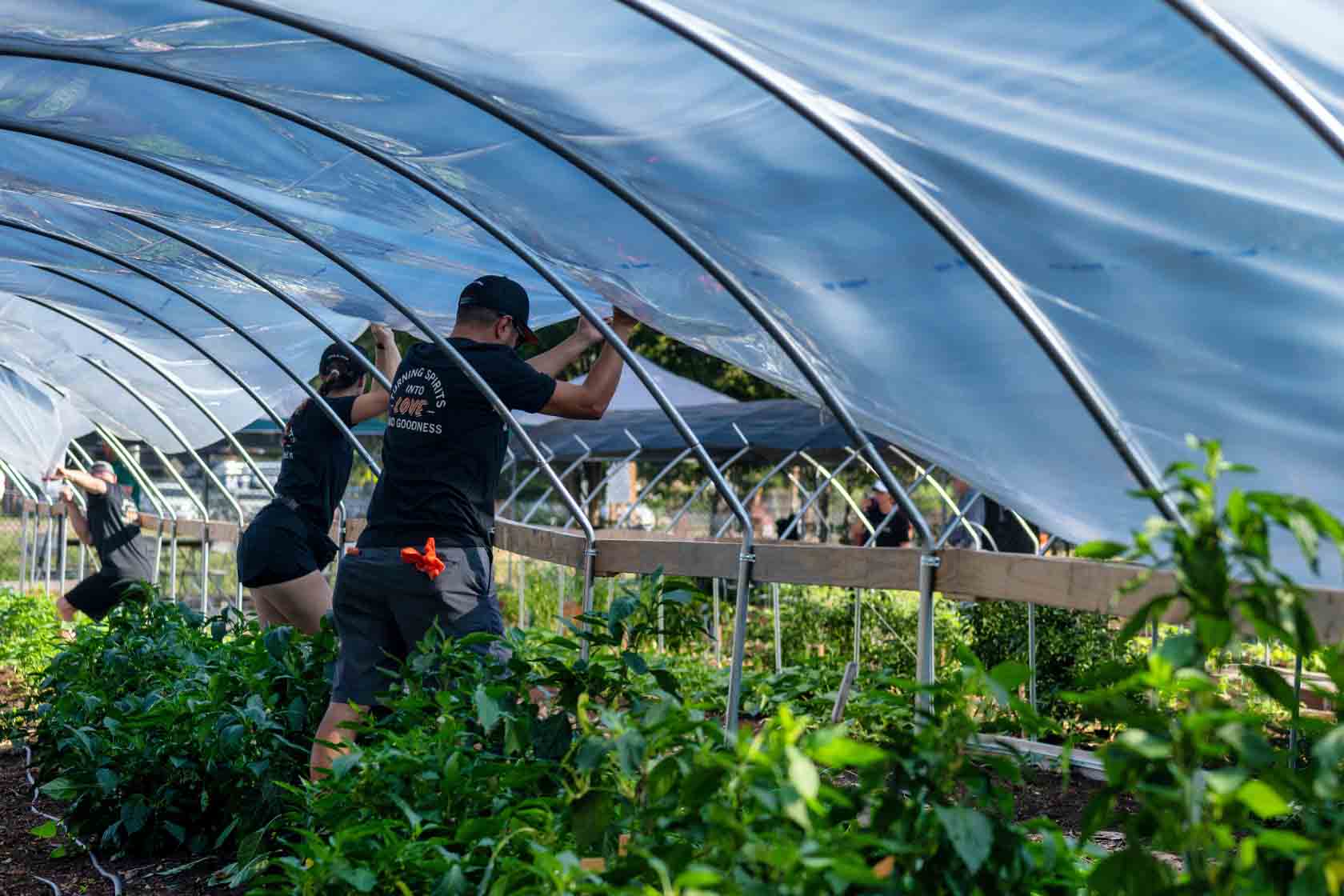 Agricultural Labor and Helper Services